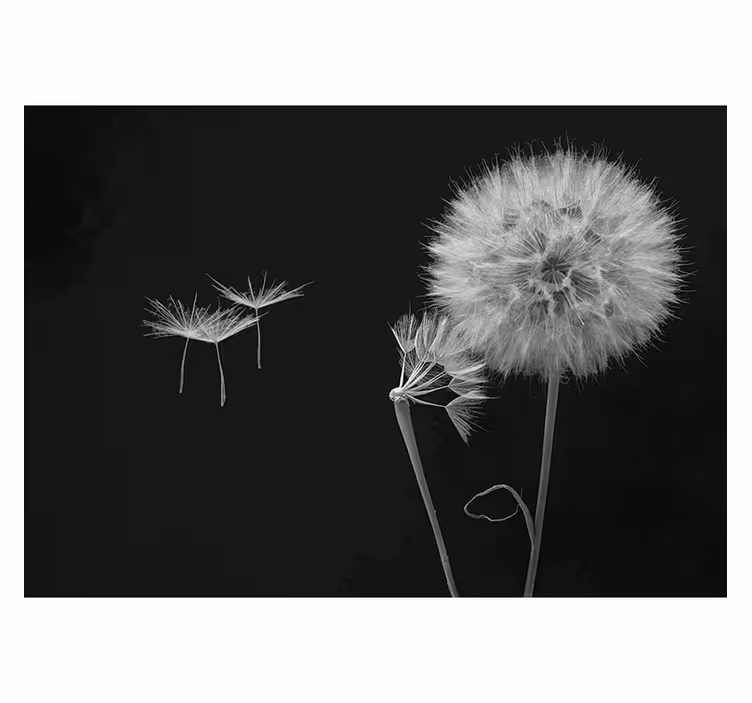 회색 블라인드 민들레 씨앗 벽화 - TenStickers