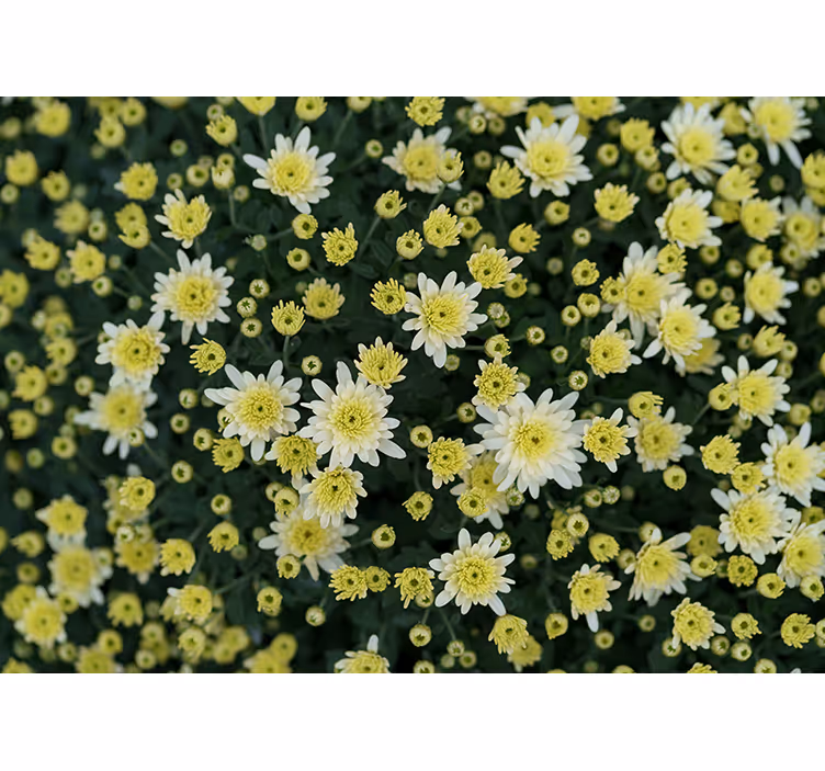 꽃 벽 벽화 만개하는 노란 꽃 - TenStickers