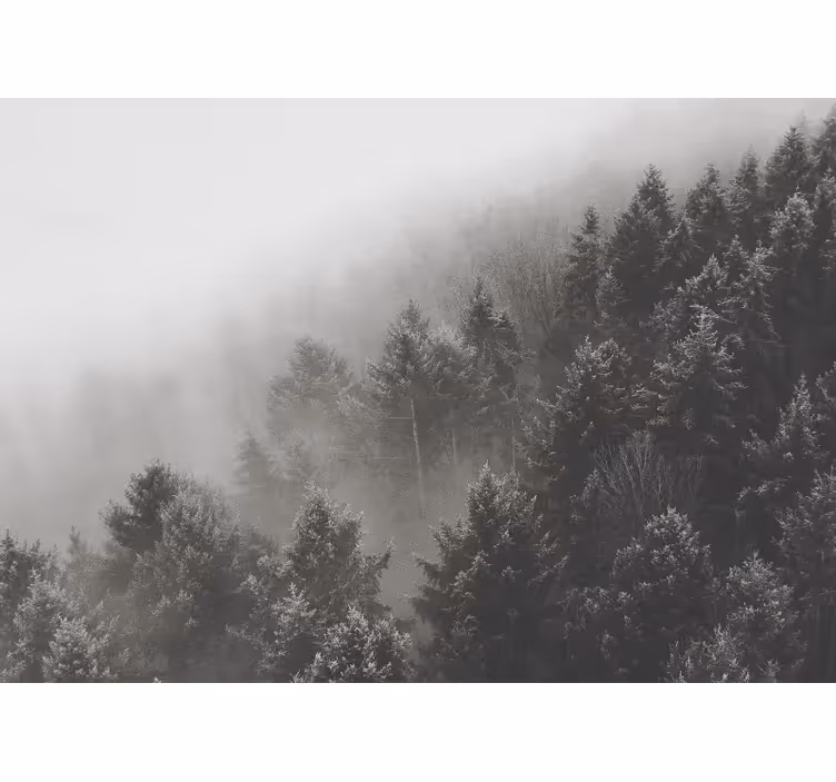 숲 벽 벽화 안개 낀 소나무 풍경 - TenStickers