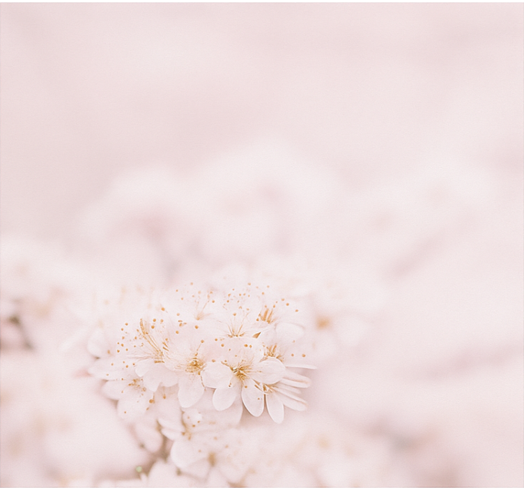 마스터 침실 블라인드 섬세한 벚꽃 - TenStickers