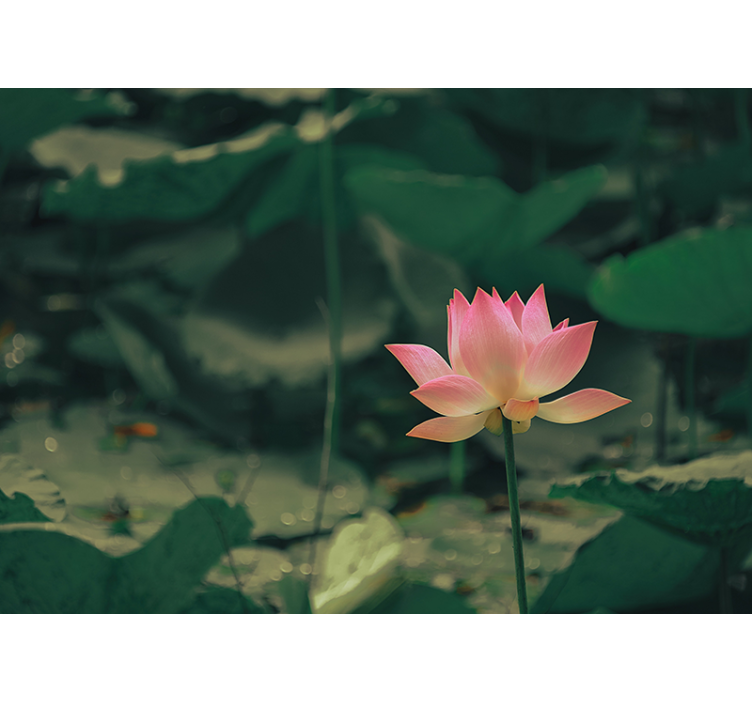 저장소 요약 핑크 플라워 - TenStickers