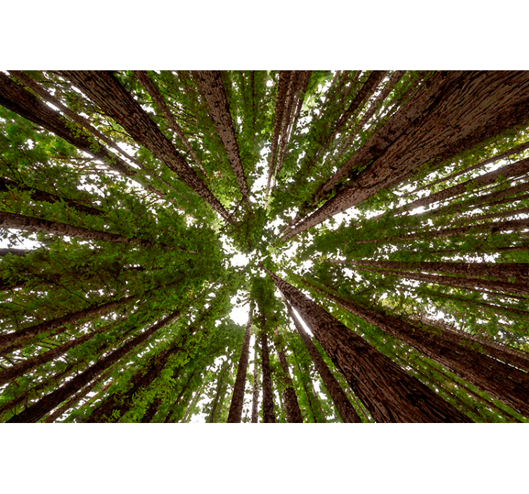 나무가 있는 블라인드 키 큰 캐노피 디자인 - TenStickers