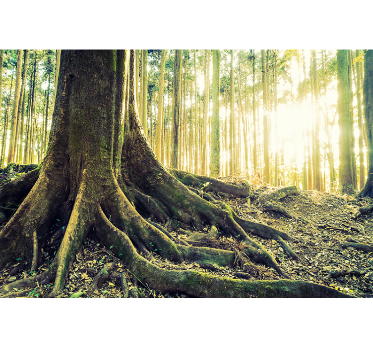 나무가 있는 블라인드 장엄한 숲의 뿌리 - TenStickers