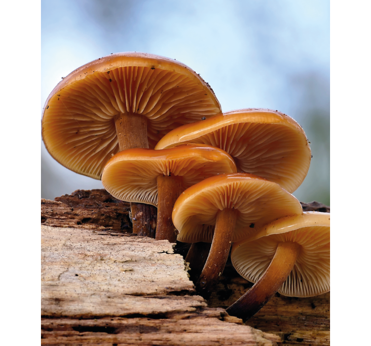 꽃과 식물이 있는 블라인드 버섯 성장 - TenStickers