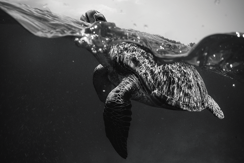 흑백 거북 수영 검은 플레이스 매트 - TenStickers