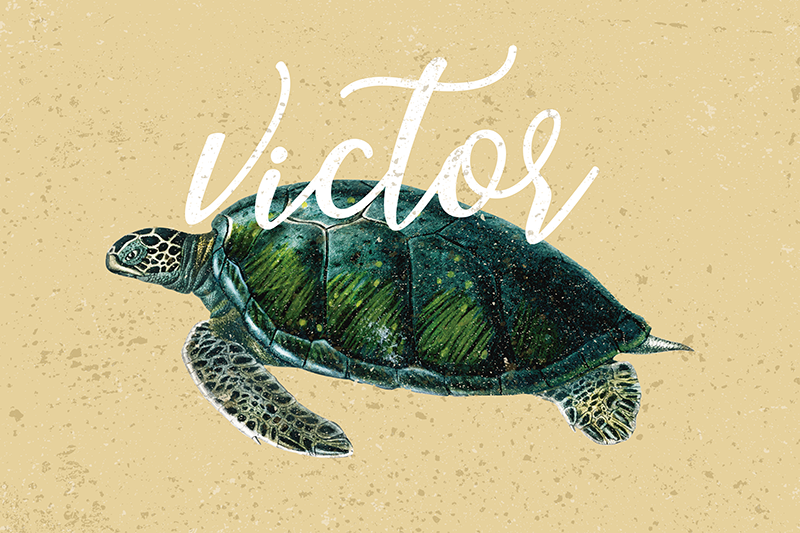 바다 거북 이름 거북이 플레이스 매트 - TenStickers