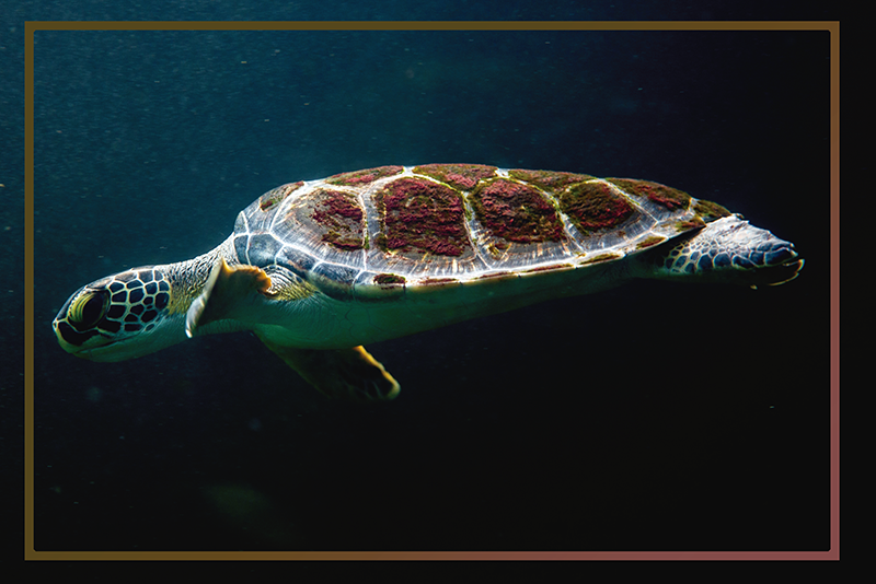 벽난로 카프리초소 거북이 수생 경관 - TenStickers