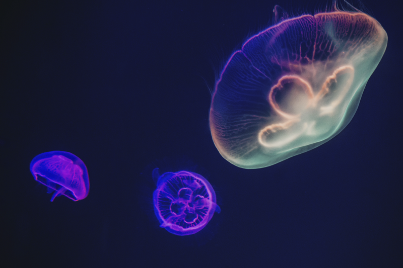 이름이 있는 식탁보 - 다채로운 해파리 테마 - TenStickers