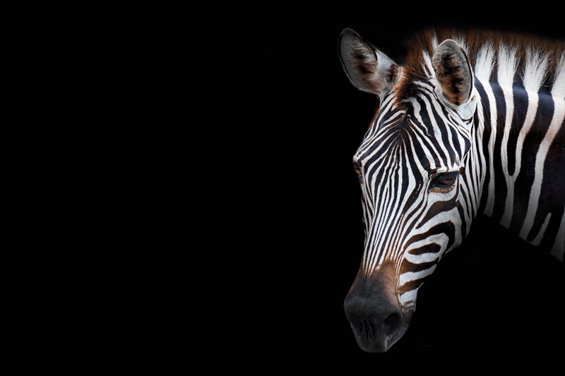 벽난로 카프리초소 얼룩말 머리 클로즈업 - TenStickers