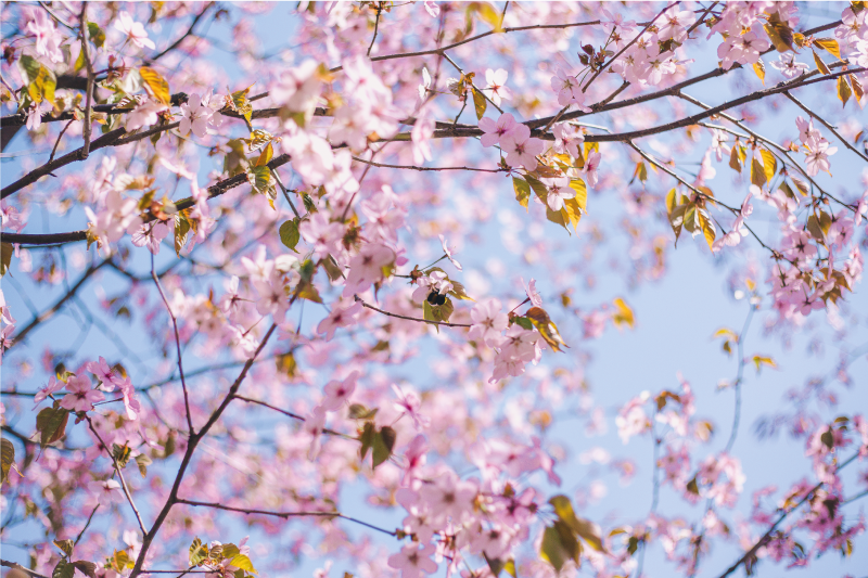 파란색 배경 placemats에 벚꽃 - TenStickers