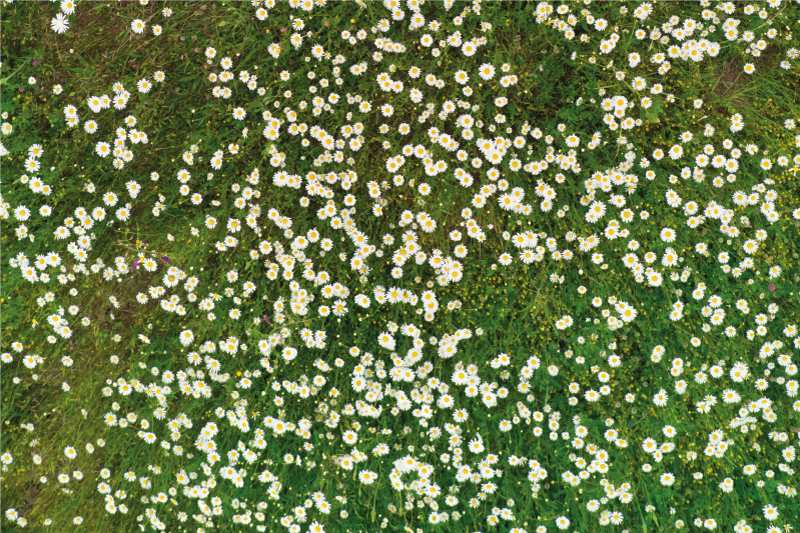 질감이 있는 식탁보 신선한 꽃 패턴 - TenStickers