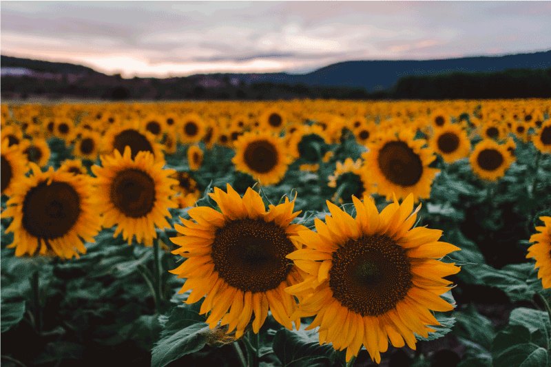 벽난로 카프리초소 해바라기 밭 전망 - TenStickers