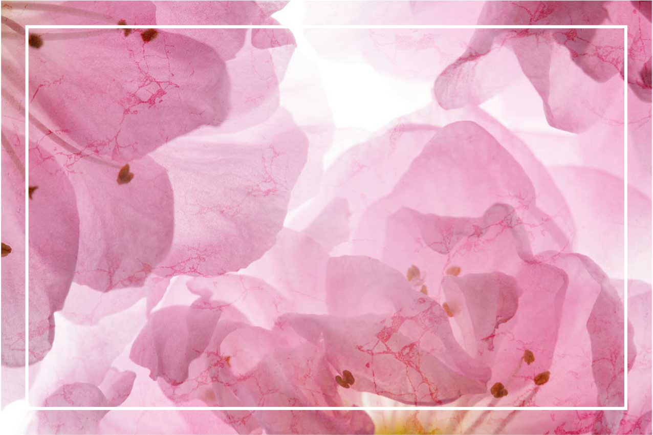 우아한 식탁보 부드러운 꽃무늬 - TenStickers