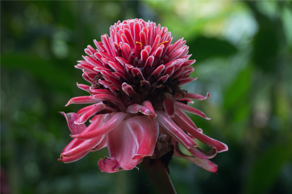 벽난로 카프리초소 열대 꽃꽂이 - TenStickers