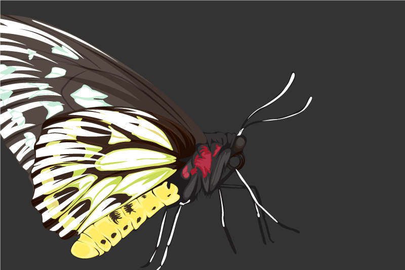 벽난로 카프리초소 다채로운 나비 일러스트 - TenStickers