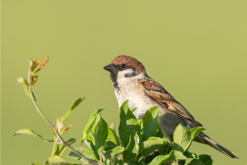 현대식 식탁보 녹색 배경의 새 - TenStickers
