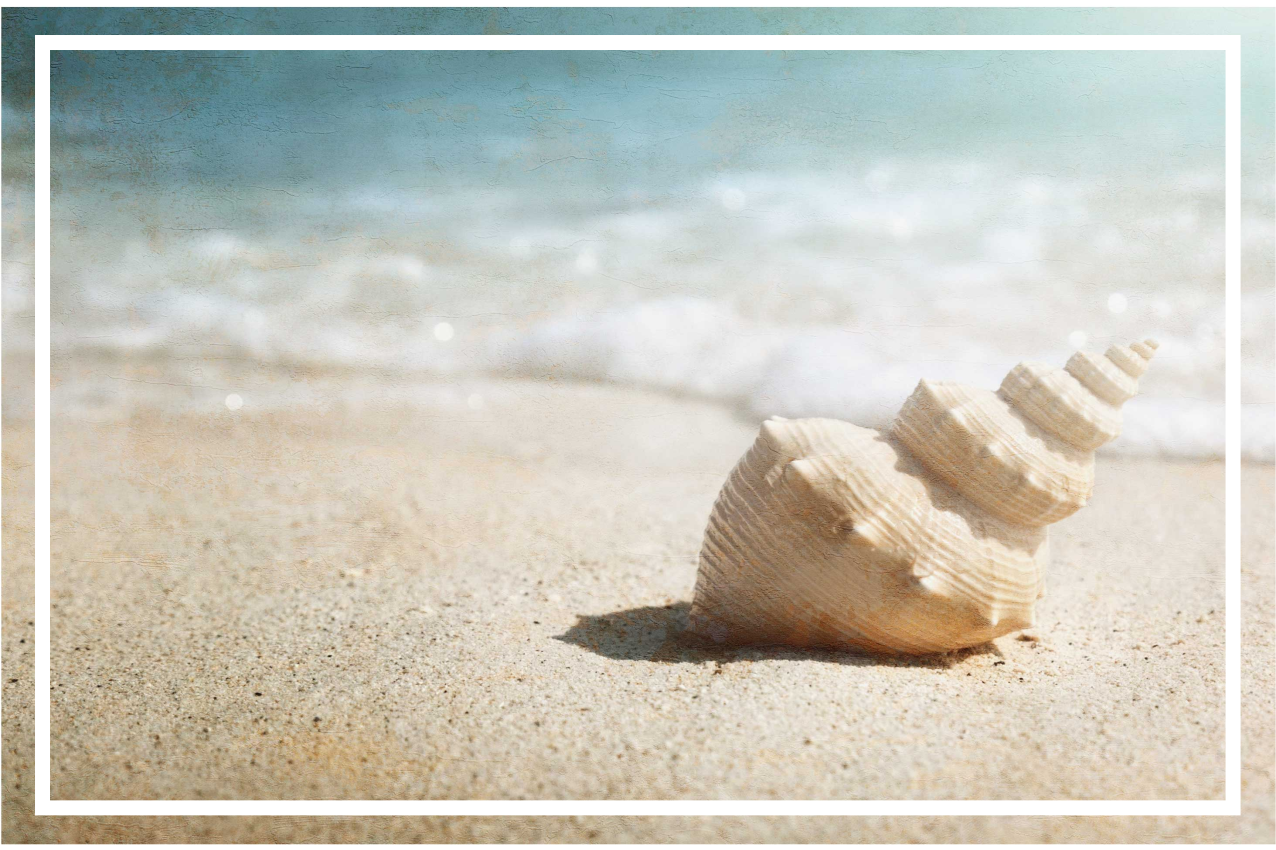 벽난로 카프리초소 우아한 조개 전시대 - TenStickers