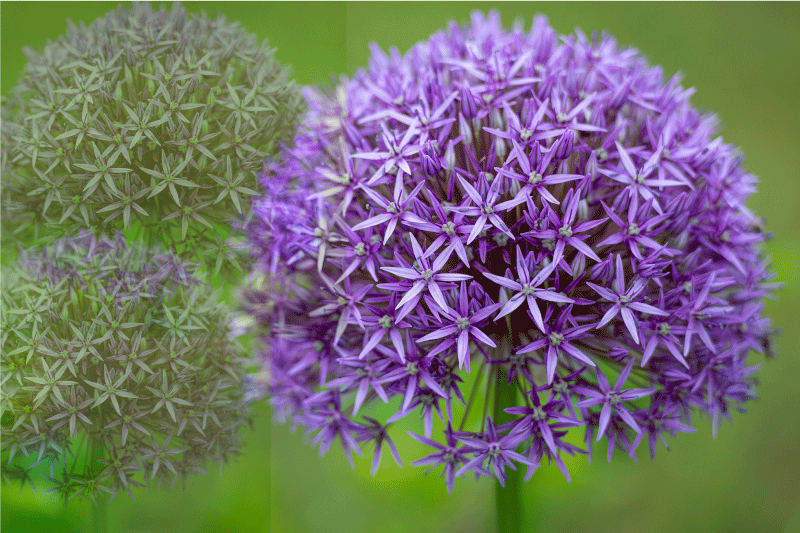 질감이 있는 식탁보 생동감 넘치는 보라색 꽃 - TenStickers