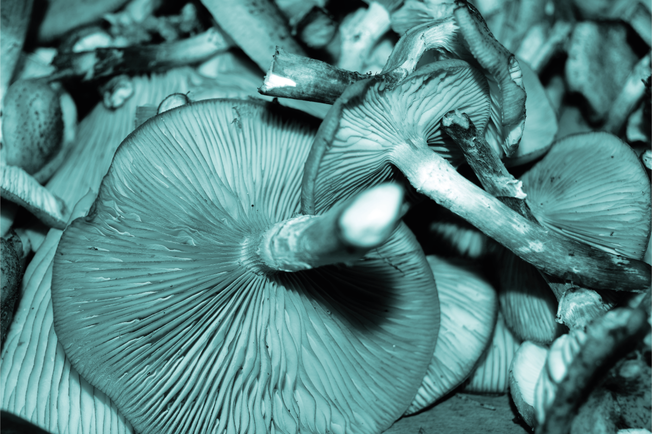 푸른 굴 버섯 아가미 질감 플레이스 매트 - TenStickers