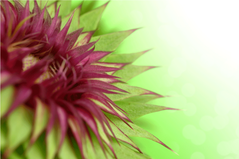 우아한 식탁보 시슬 - TenStickers