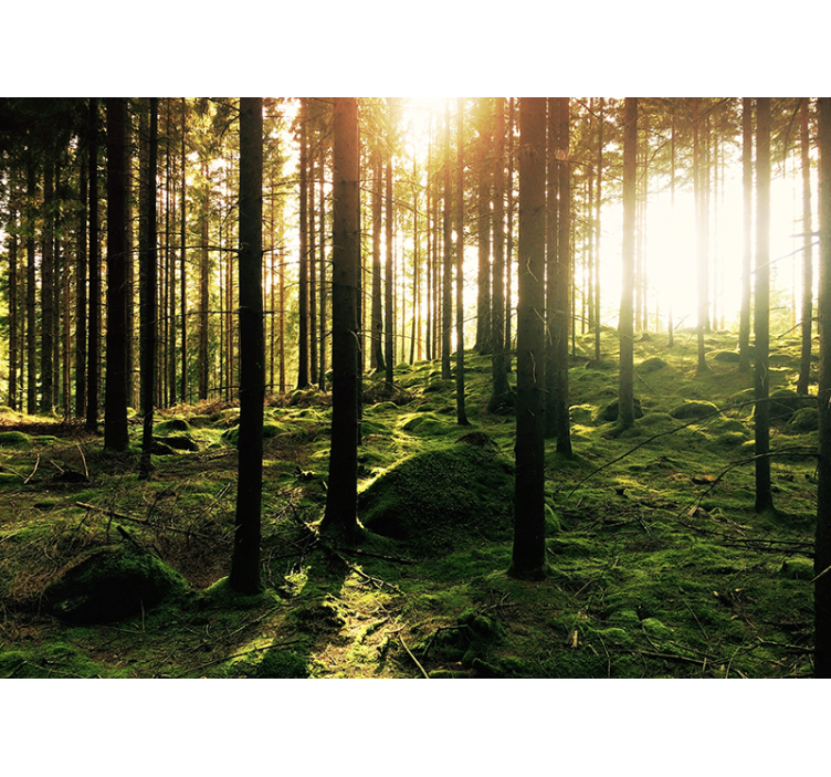 숲 벽 벽화에 은신처 - TenStickers