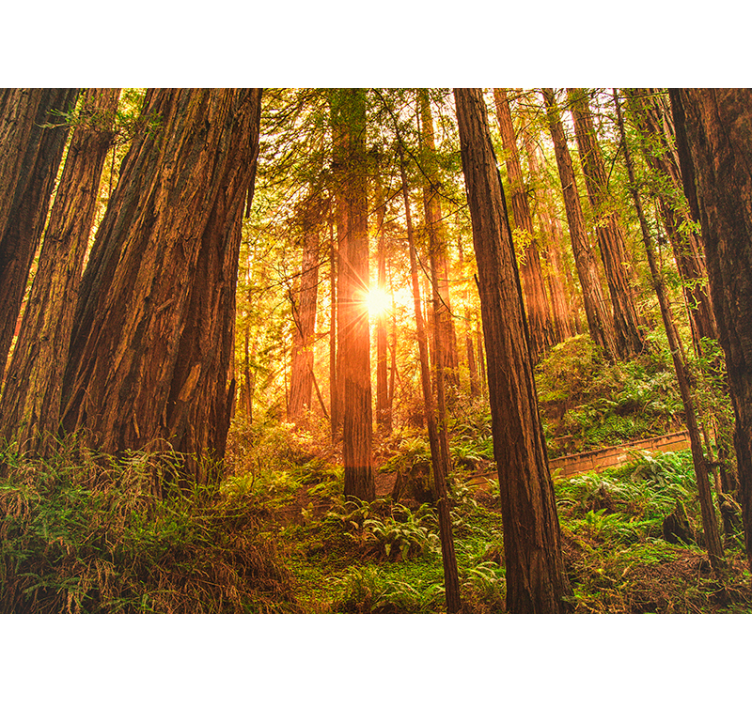 숲 벽 벽화 햇볕에 쬐인 숲 장면 - TenStickers