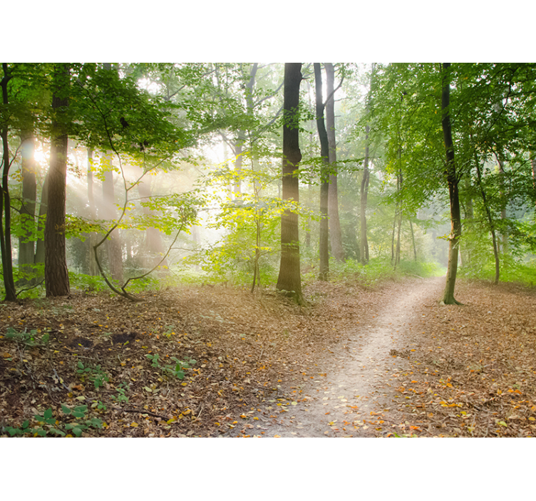 멋진 숲 벽 벽화 - TenStickers