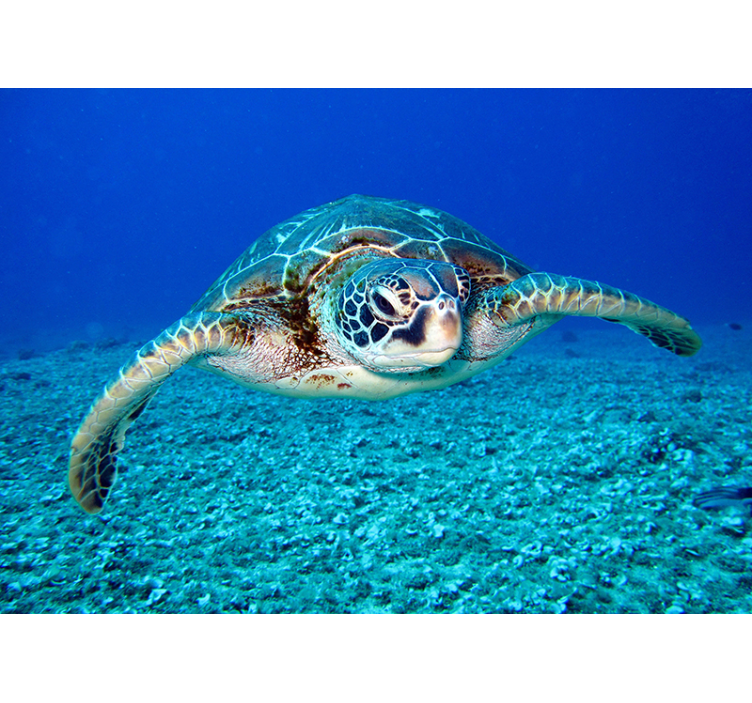 대모 바다 거북 동물 벽 벽화 - TenStickers