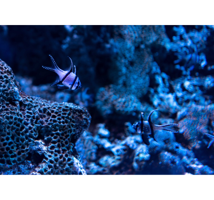 동물 벽 벽화 산호초 물고기 - TenStickers