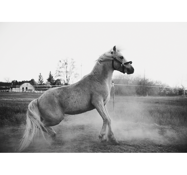 동물 벽 벽화 달리는 조랑말 - TenStickers