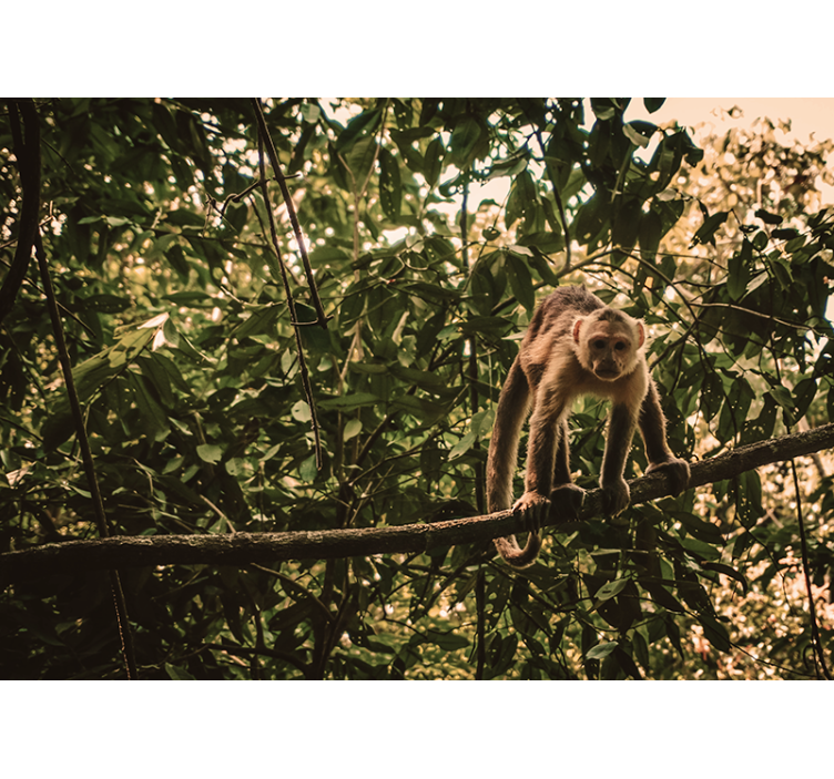 아마존 원숭이 벽화 - TenStickers