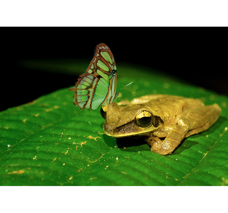 동물 벽 벽화 개구리와 나비 - TenStickers