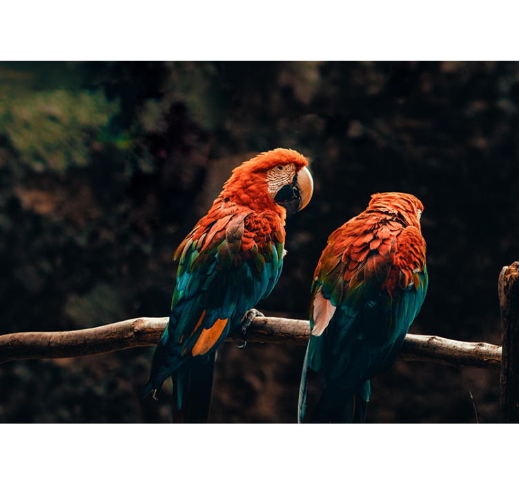 다채로운 앵무새 벽 벽화 - TenStickers