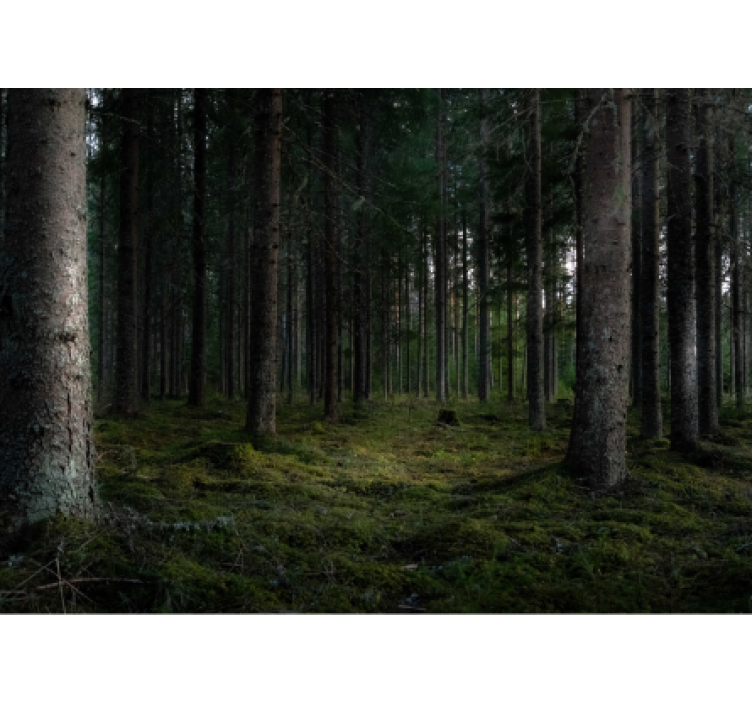 울었다 숲의 자연 벽 벽화 - TenStickers