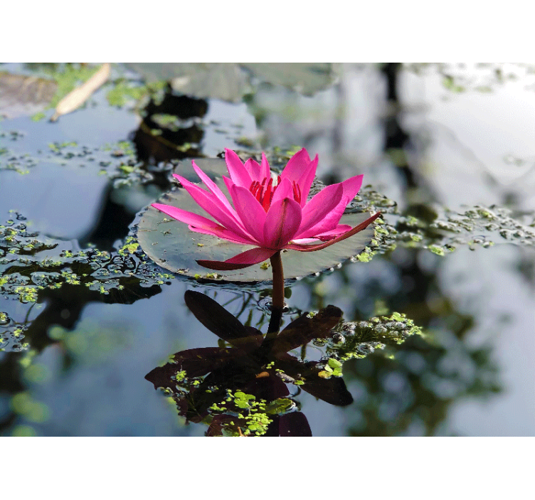 양귀비 벽 벽화 우아한 분홍 연꽃 - TenStickers