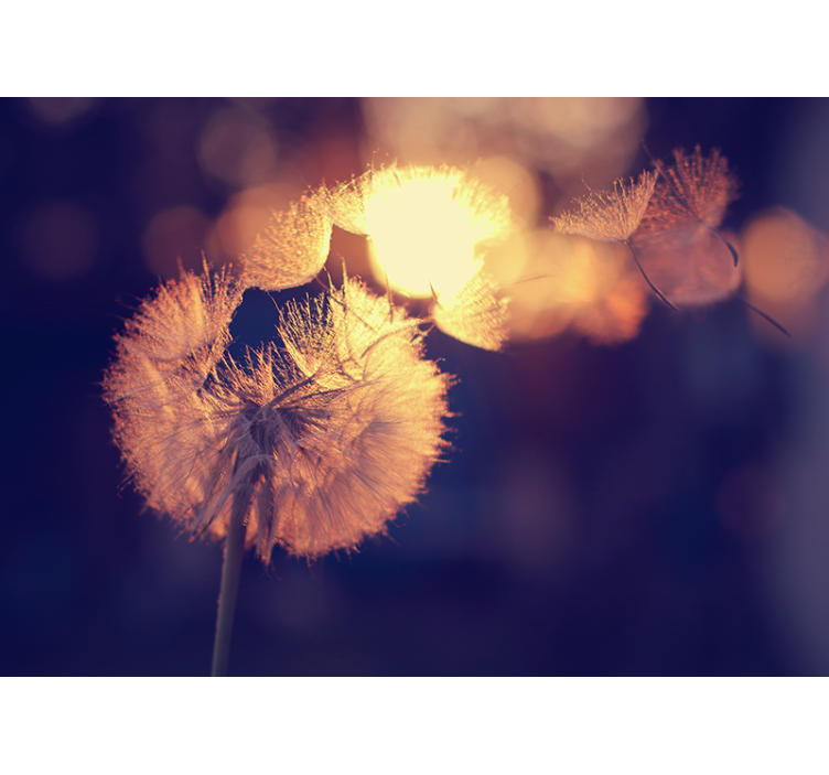 양귀비 벽 벽화 민들레 솜털 빛 - TenStickers