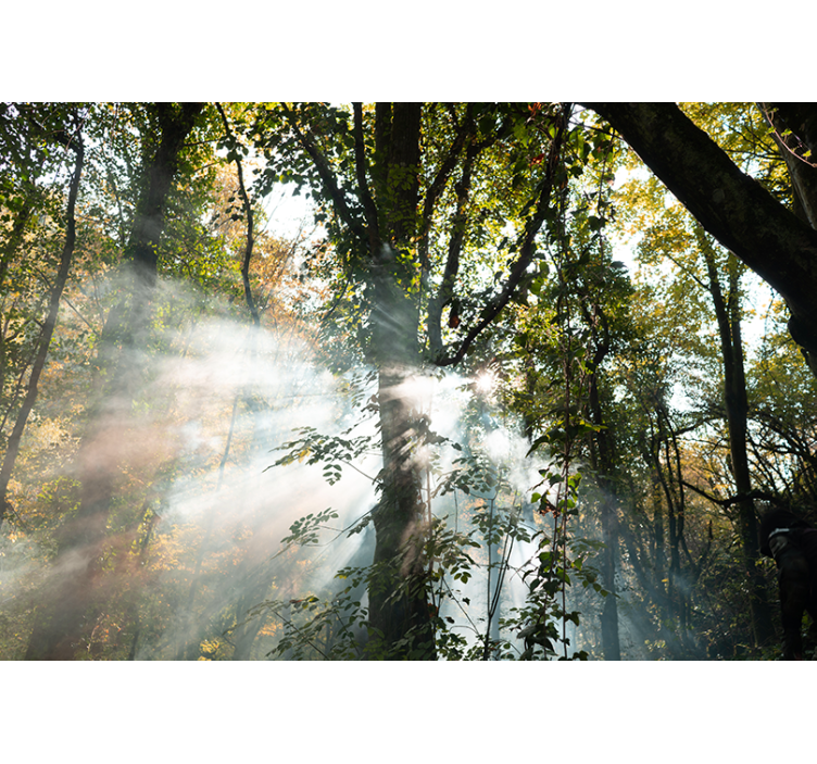 숲 벽 벽화 고요한 숲의 분위기 - TenStickers