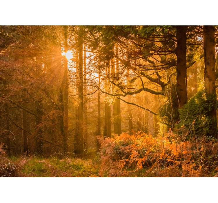 포토 뮤럴 자연 조명이 켜진 숲 풍경 - TenStickers