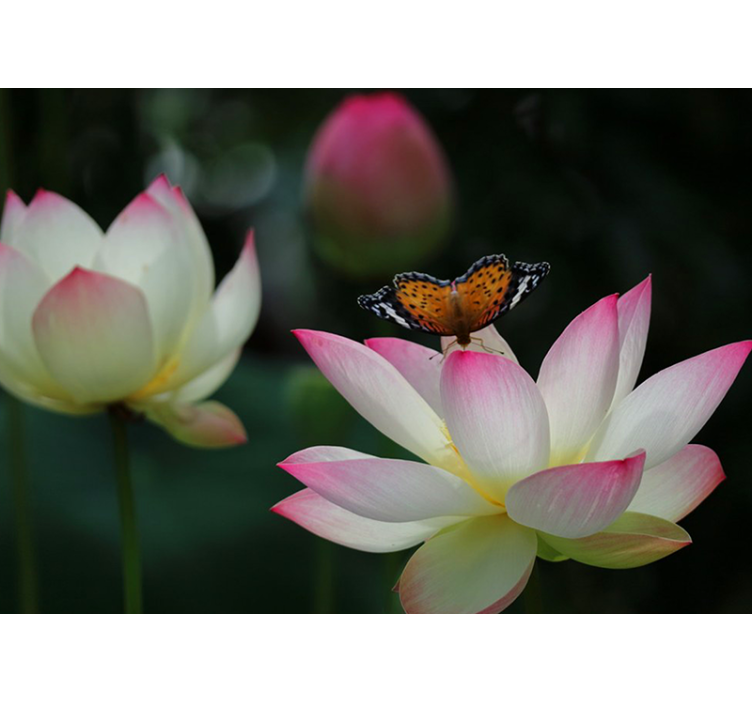 꽃 벽 벽화 우아한 연꽃 - TenStickers