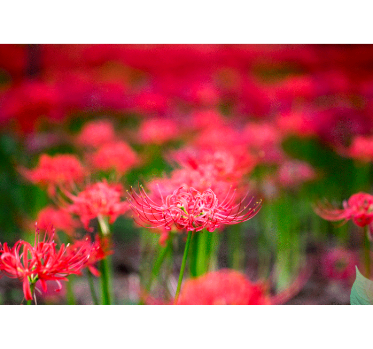 양귀비 벽 벽화 생동감 넘치는 진홍색 꽃 - TenStickers