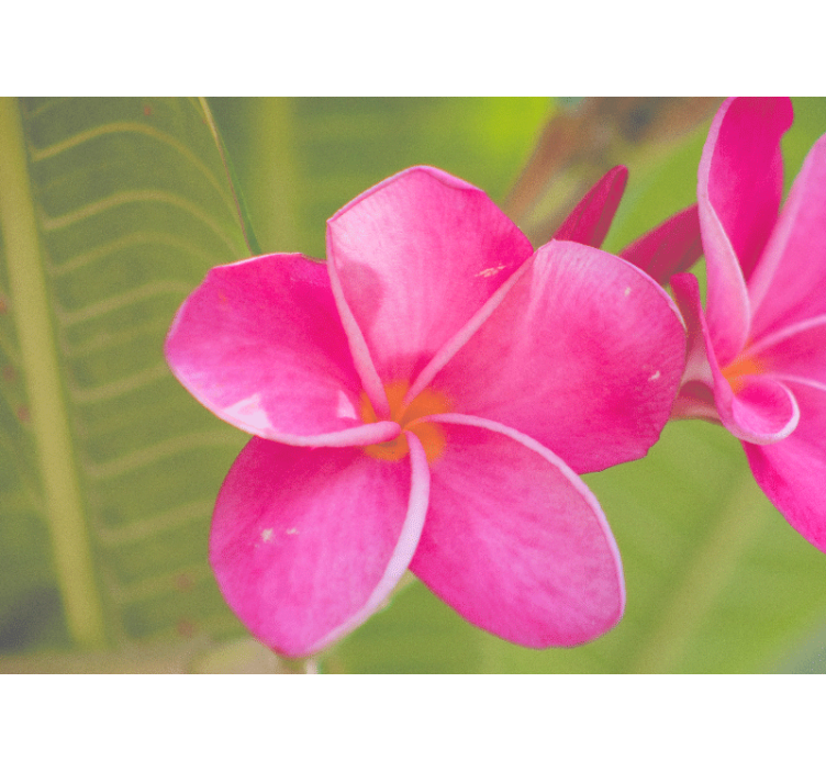 꽃 벽 벽화 분홍 꽃 포인트 - TenStickers