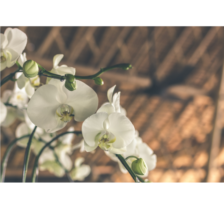 벽화 난초 우아한 난초 꽃들 - TenStickers