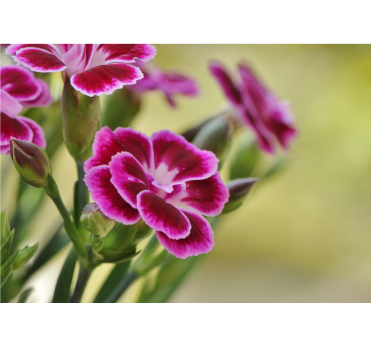 양귀비 벽 벽화 꽃의 기쁨 - TenStickers