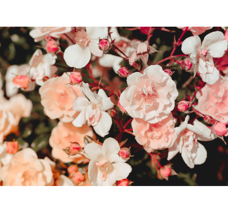 많은 꽃 장미 벽화 - TenStickers