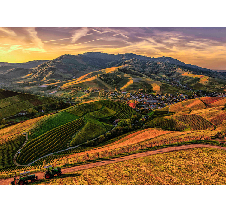 풍경 벽 벽화 푸른 포도밭 전망 - TenStickers