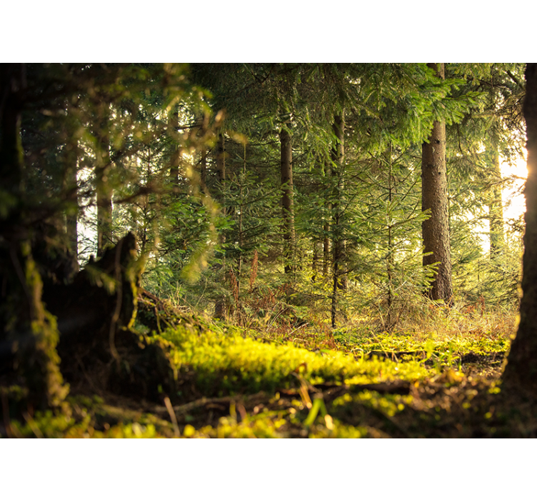 녹색 숲 나무 햇빛 자연 벽 벽화 - TenStickers