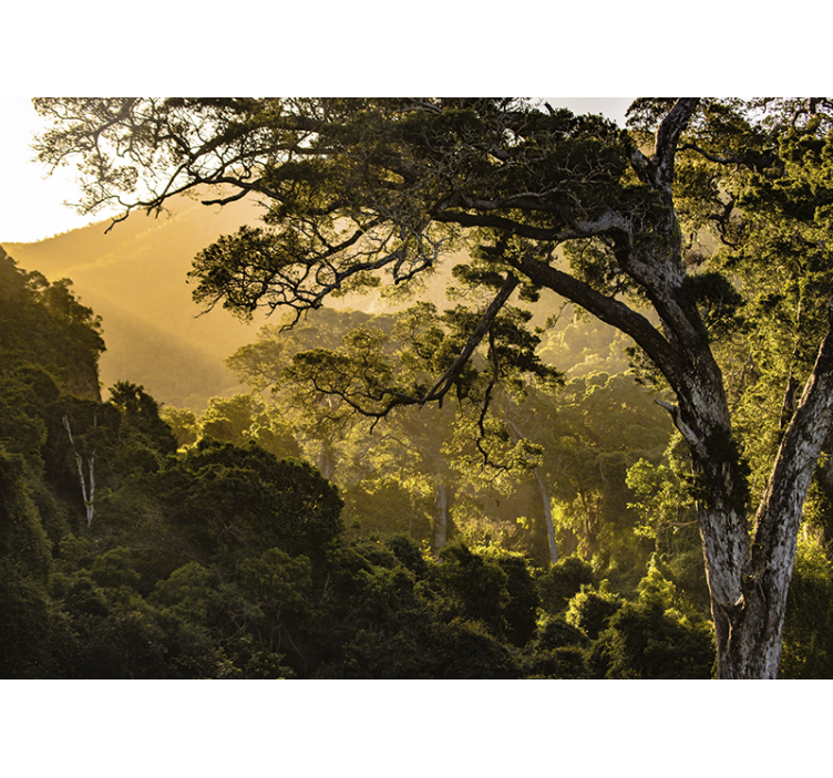 포토 뮤럴 자연 푸르른 숲 풍경 - TenStickers