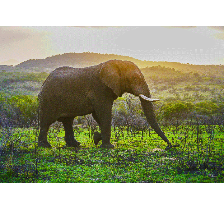 동물 벽 벽화 장엄한 코끼리 장면 - TenStickers