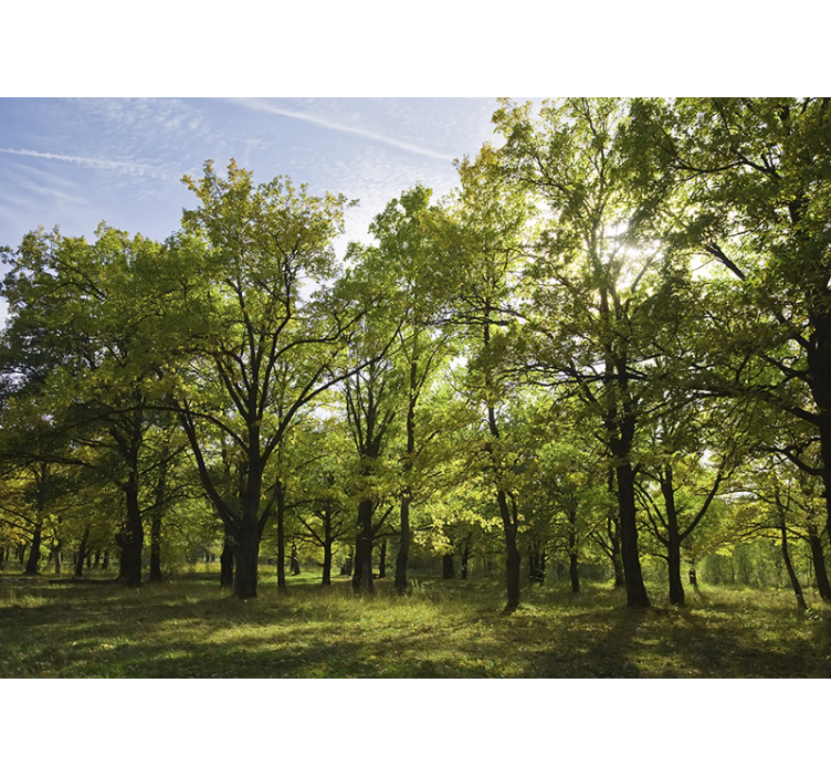 포토 뮤럴 자연 생기 넘치는 나뭇잎 풍경 - TenStickers