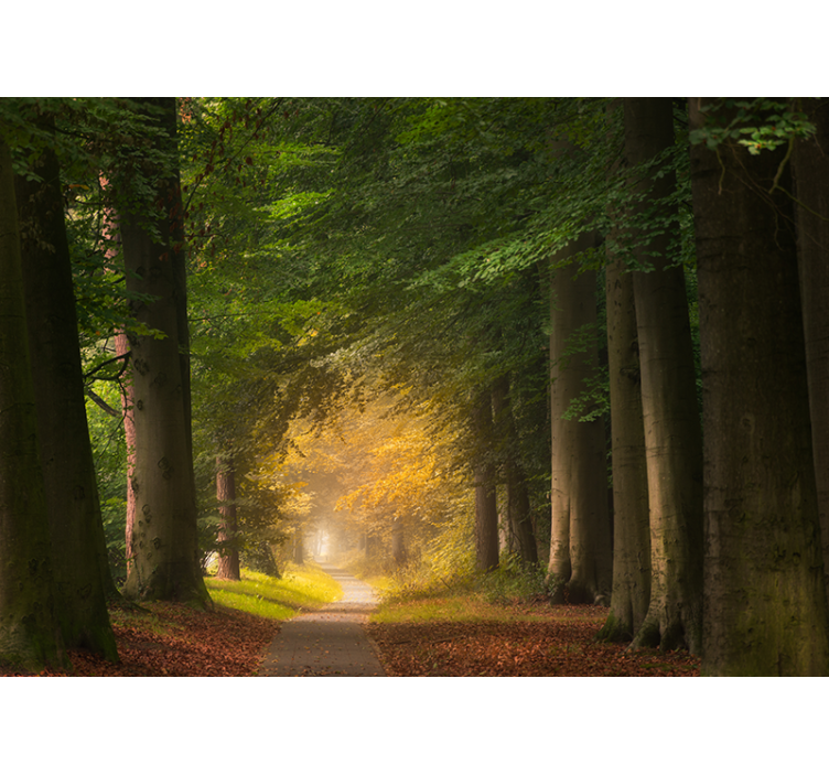 포토 뮤럴 자연 숲 속 길 풍경 - TenStickers